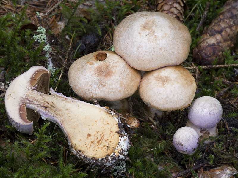 Cortinarius traganus